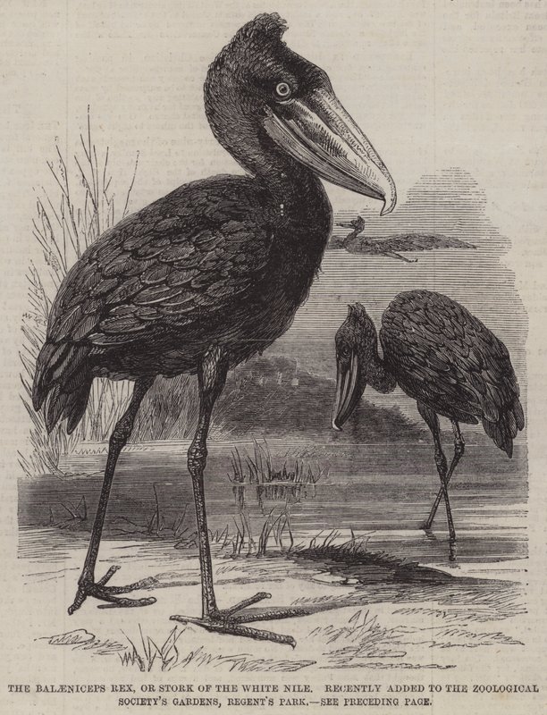 Balaeniceps rex, eller Stork of the White Nile, nylig lagt til Zoological Society's Gardens, Regent's Park (gravering) av English School