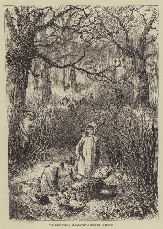 Beaconsfield-jubileet, samler Primroses (gravering) av English School