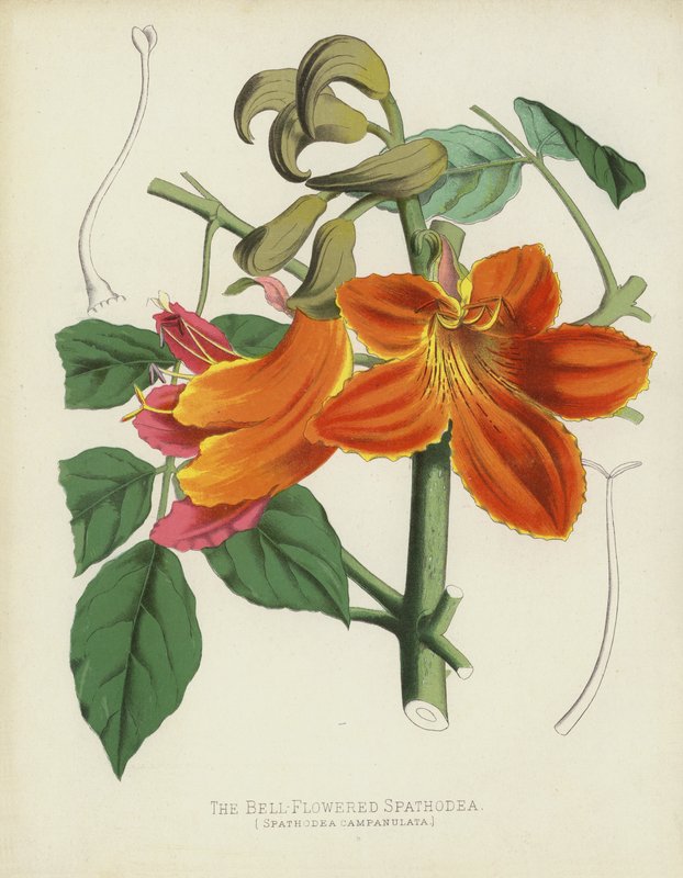 Klokkeblomstret Spathodea, Spathodea Campanulata av English School
