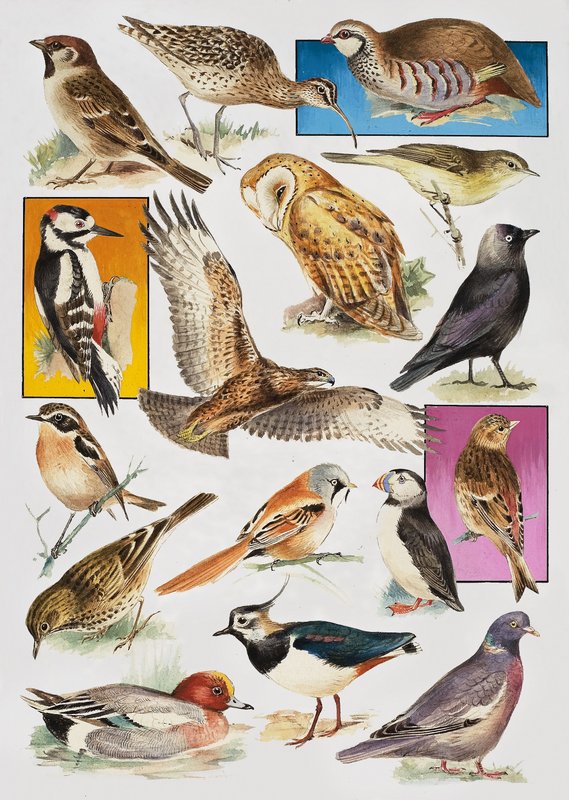 The Birds of Britain av English School
