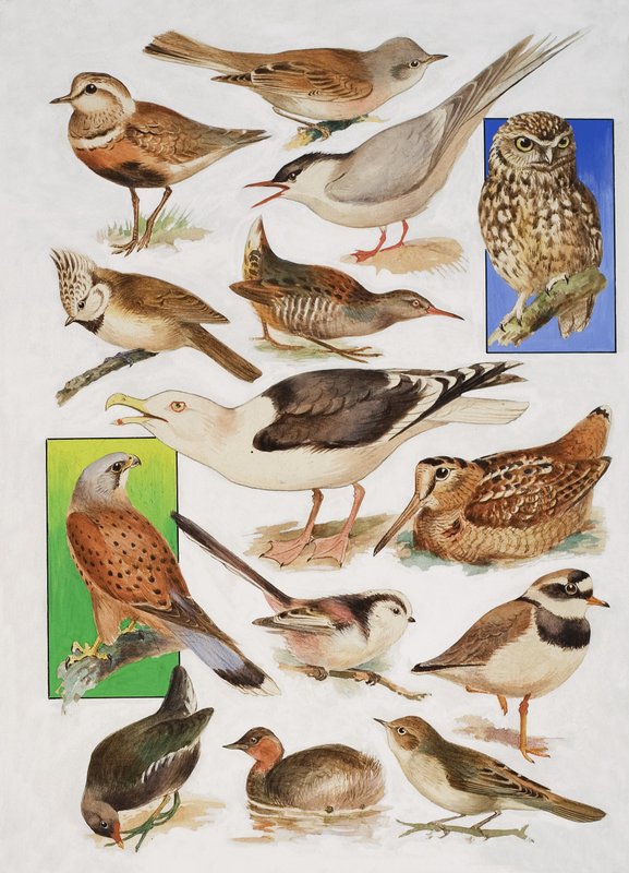 The Birds of Britain av English School