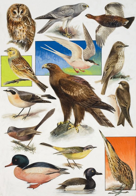 The Birds of Britain av English School