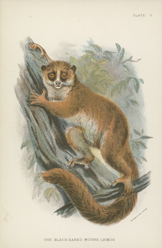 Svartøret mus-lemur av English School