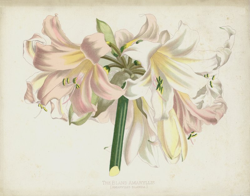 Den bland amaryllis, Amaryllis Blanda av English School