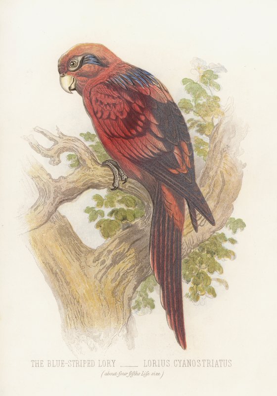 Den blåstripete Lory, Lorius Cyanostriatus (farge litho) av English School