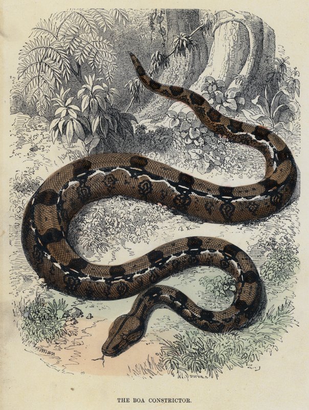 The Boa Constrictor (farget gravering) av English School
