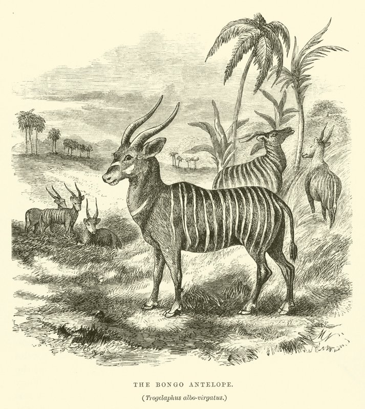 Bongo-antilopen, Trogelaphus albo-virgatus (gravering) av English School