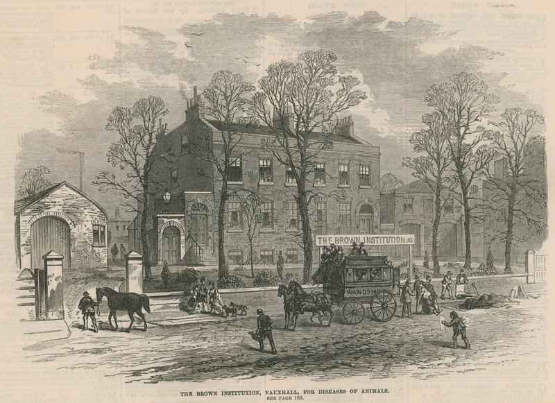 The Brown Institution, Vauxhall, for sykdommer hos dyr av English School