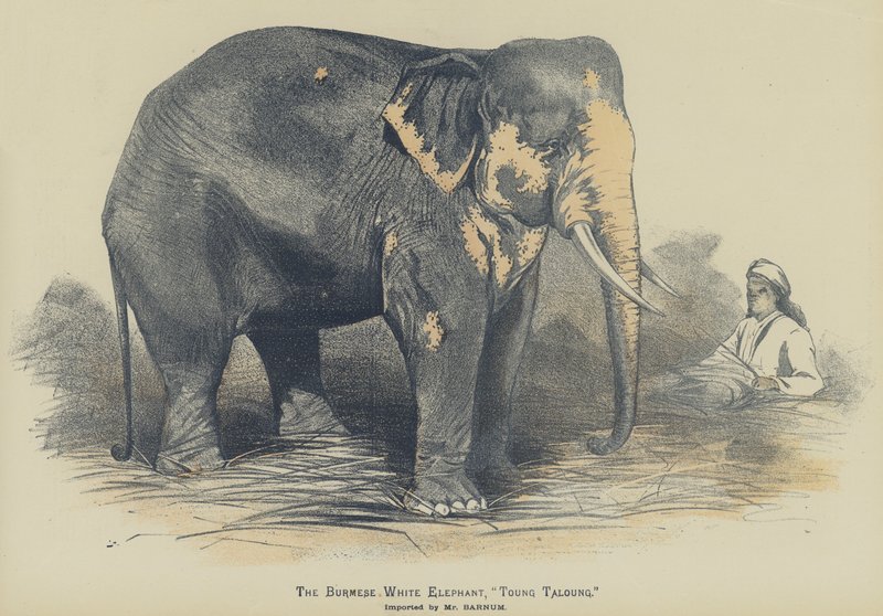 Den burmesiske hvite elefanten, "Toung Taloung", importert av Mr Barnum (farge litho) av English School