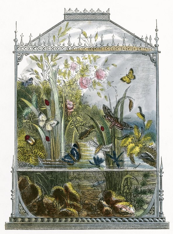 Sommerfuglen Vivarium av English School