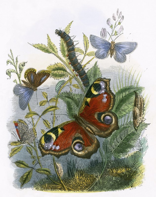 Sommerfuglen Vivarium av English School