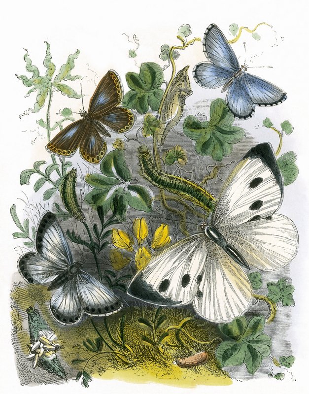 Sommerfuglen Vivarium av English School