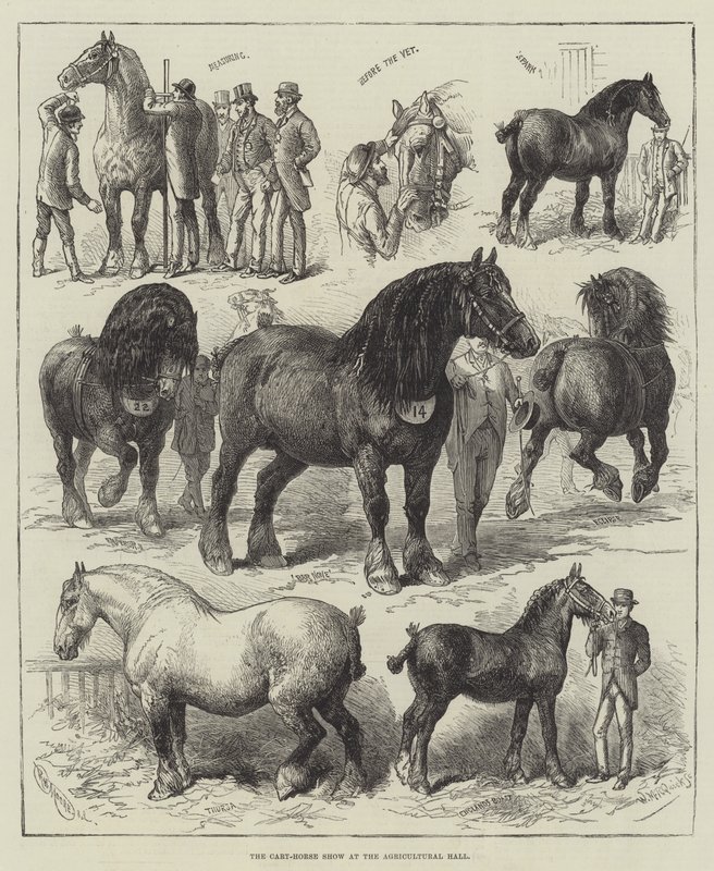 Cart-Horse Show i Agricultural Hall (gravering) av English School