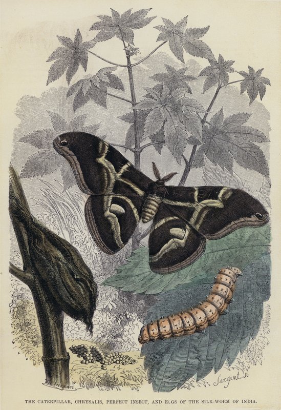 The Caterpillar, Chrysalis, Perfect Insect og Eggs of the Silk-Worm of India (farget gravering) av English School
