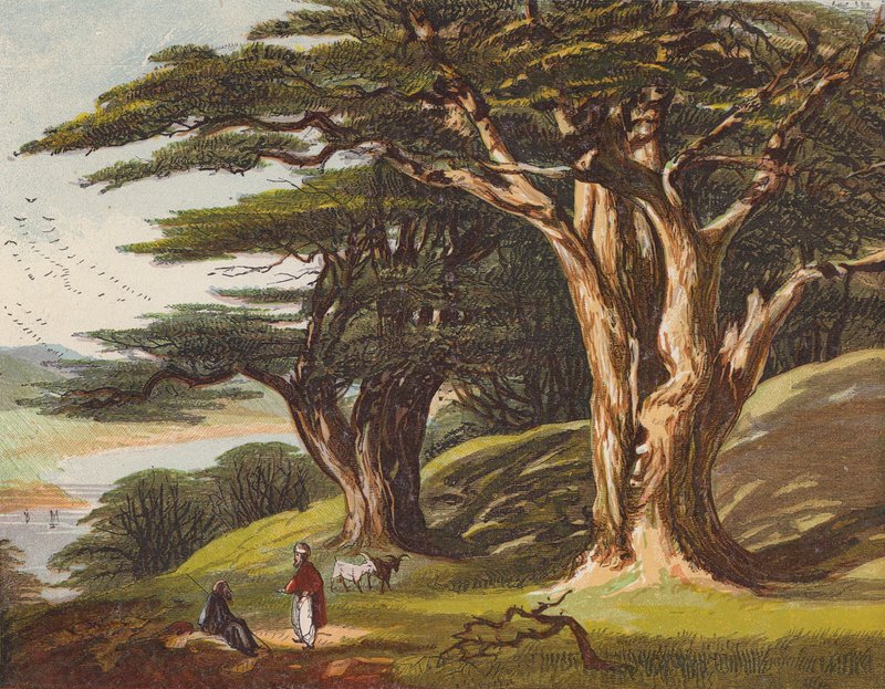 The Cedars of Libanon (farge litho) av English School