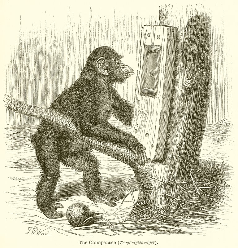 Sjimpansen (Troglodytes Niger) av English School
