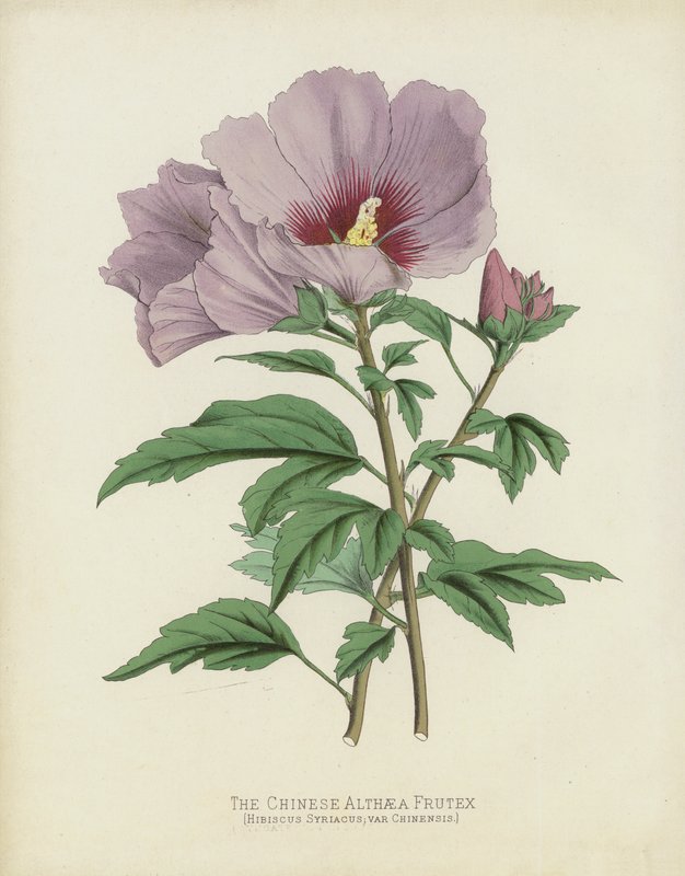 Den kinesiske Althaea Frutex, Hibiscus Syriacus; var Chinsis av English School
