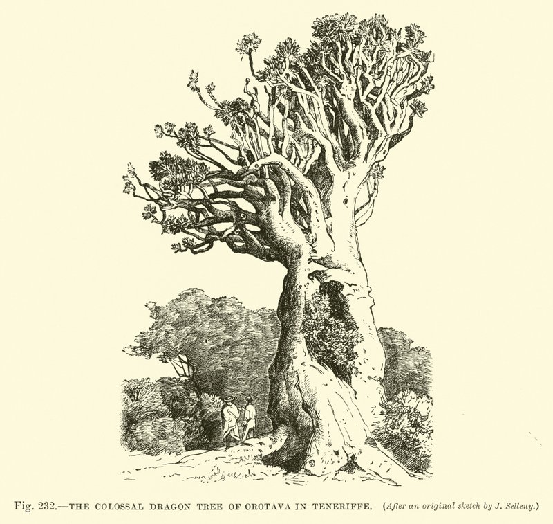 The Colossal Dragon Tree of Orotava på Teneriffe av English School