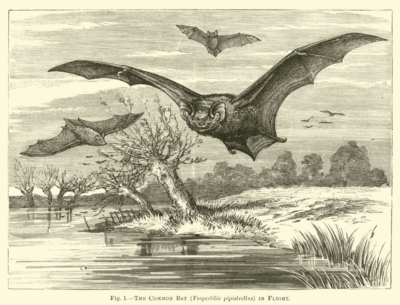 Flaggermus, Vespertilio pipistrellus, på flukt av English School