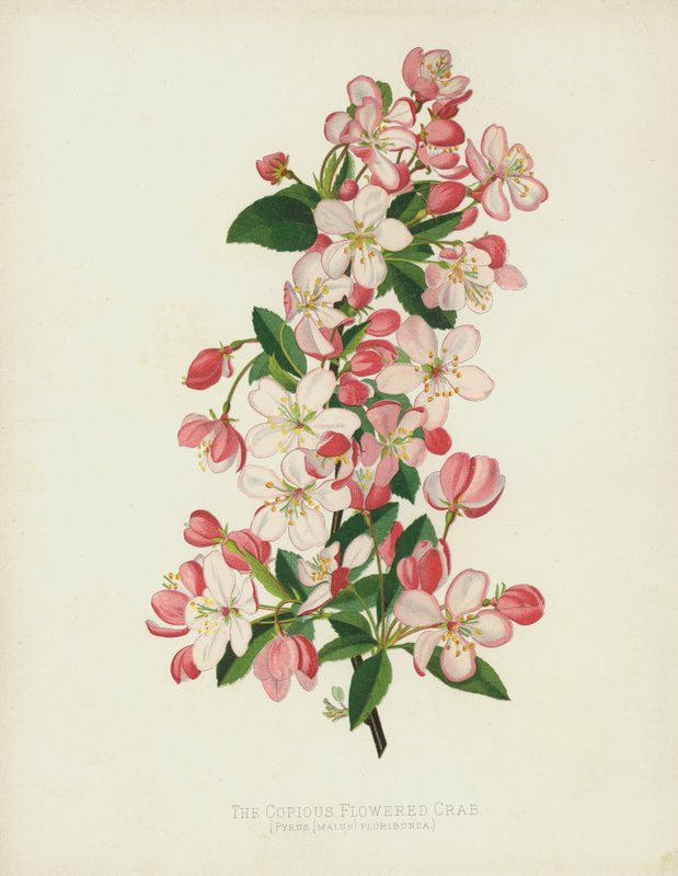 Den rikelig blomsterkrabbe, Pyrus (Malus) Floribunda av English School