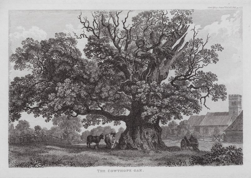 The Cowthope Oak (gravering) av English School