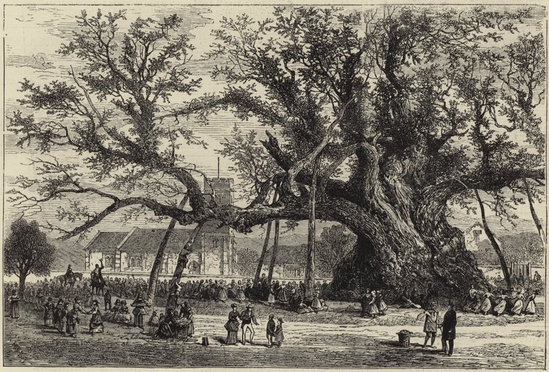 The Cowthorpe Oak av English School