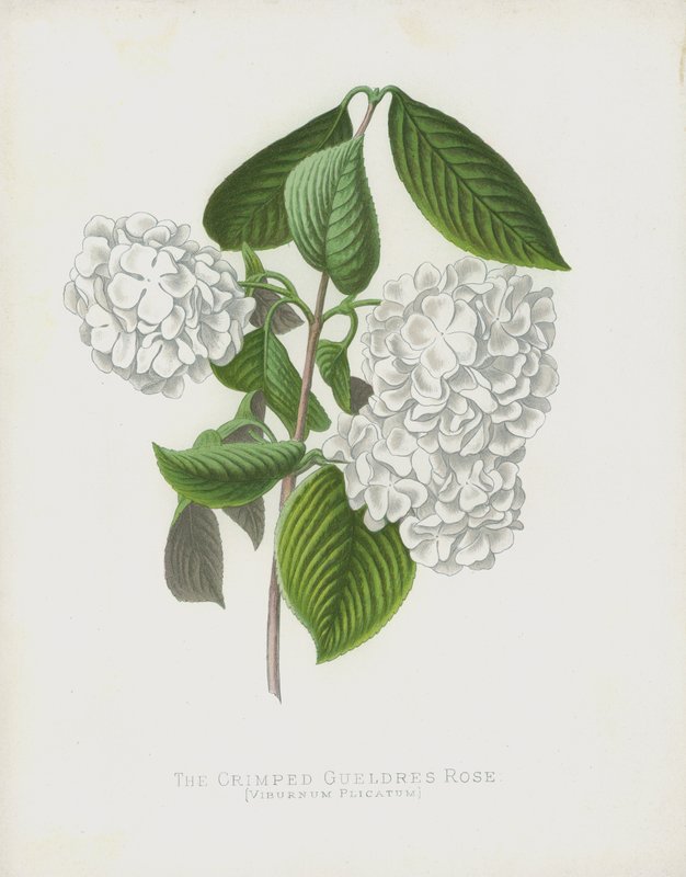 The Crimped Gueldres Rose, Viburnum Plicatum; var Dilatata av English School