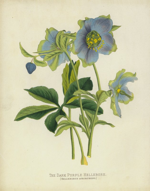 The Dark Purple Hellebore, Helleborus Atrorubens av English School