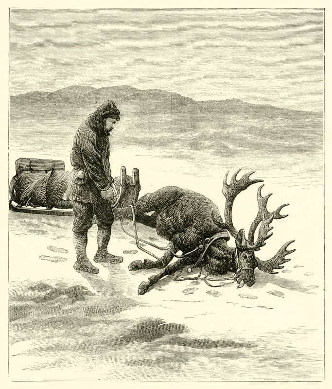 The Dead Reindeer (gravering) av English School
