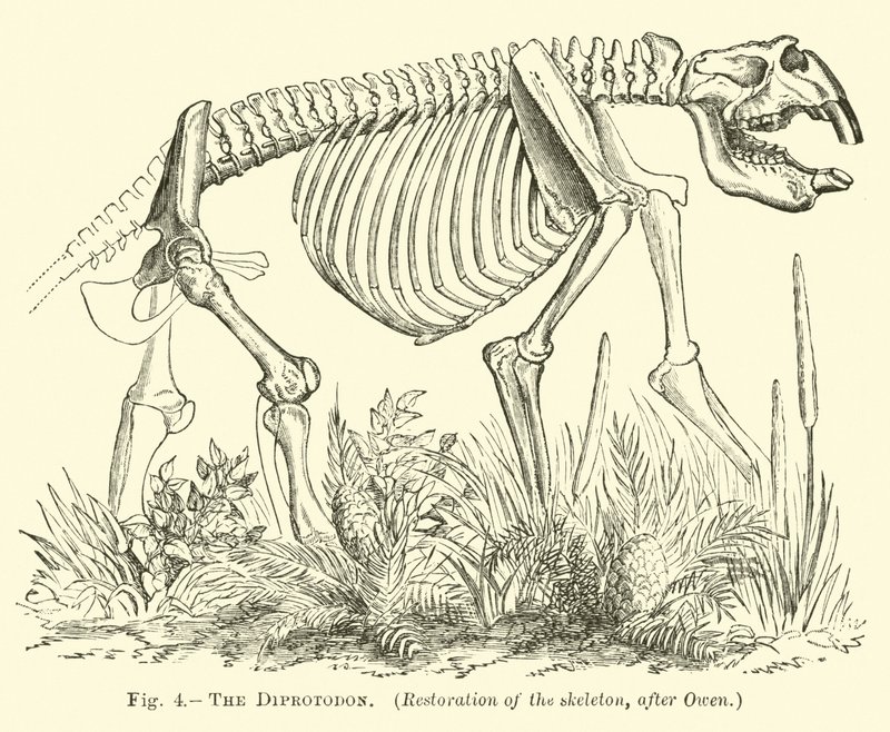Diprotodonen av English School