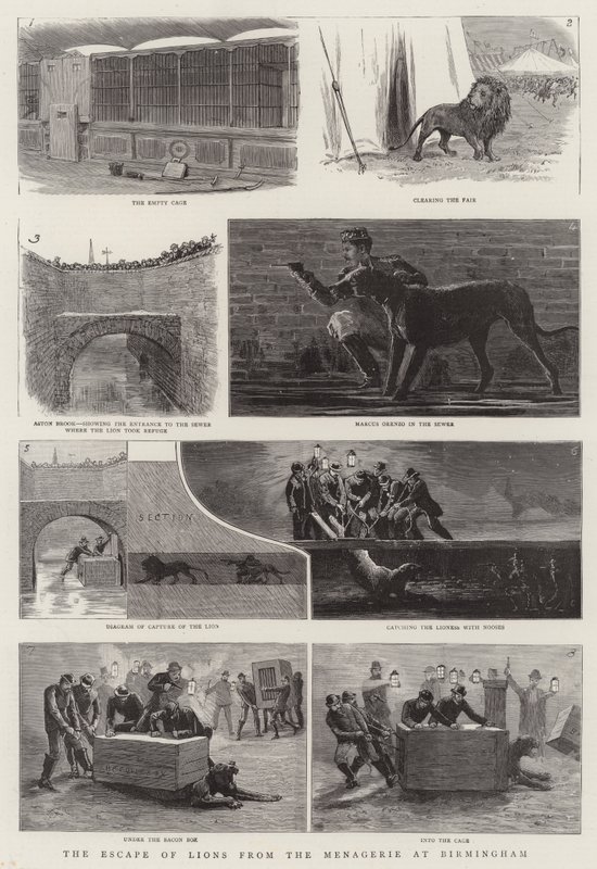 The Escape of Lions from the Menagerie i Birmingham (gravering) av English School