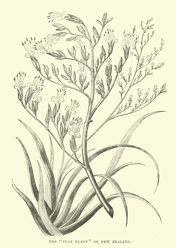 The Flax Plant of New Zealand av English School