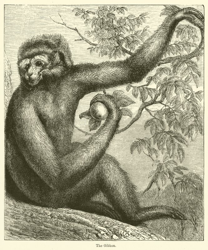 The Gibbon (gravering) av English School