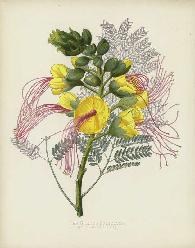 The Gillies Poinciana, Poinciana Gilliesii av English School