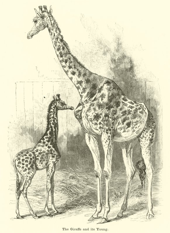 Giraffen og dens unge av English School