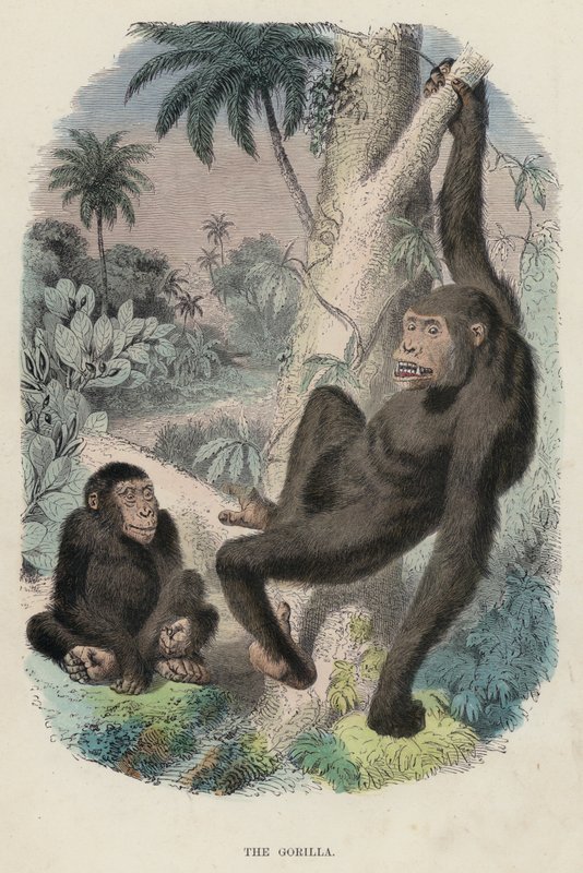 Gorillaen (farget gravering) av English School