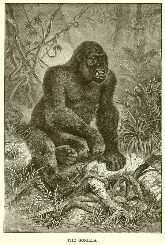 Gorillaen av English School