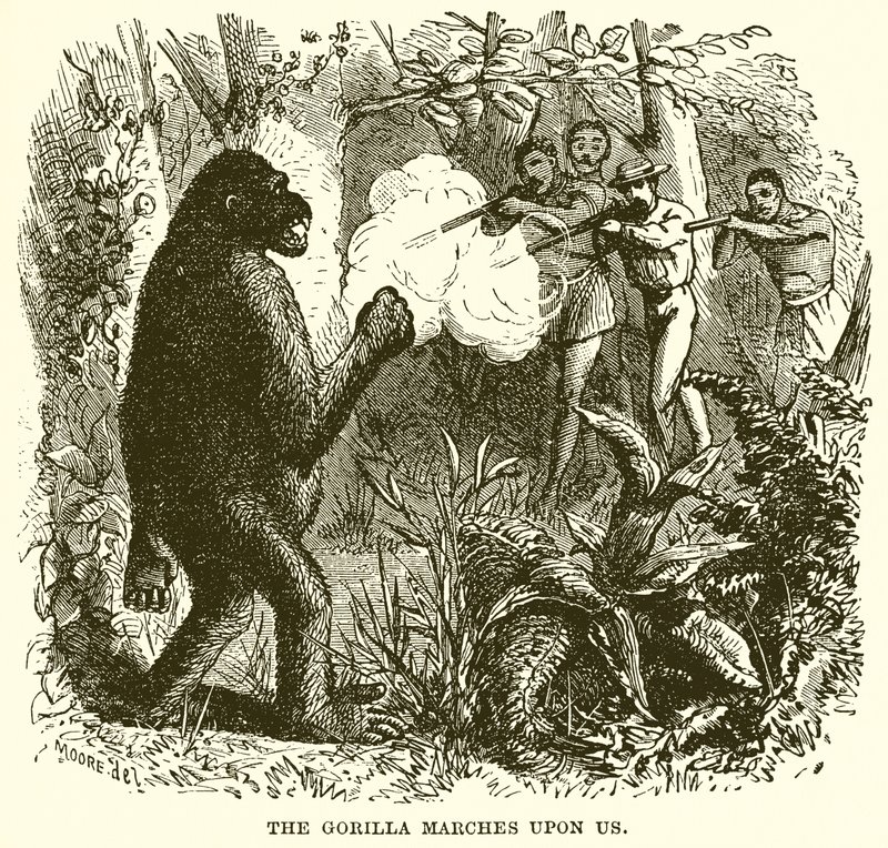Gorillaen marsjerer over oss av English School