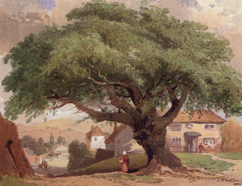 The Great Ash, scene i Surrey (farge litho) av English School