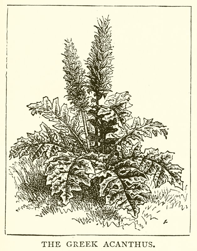 Den greske Acanthus av English School