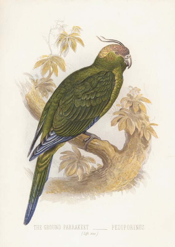 Temarkparakitt, Pejoparinus (svart litho) av English School