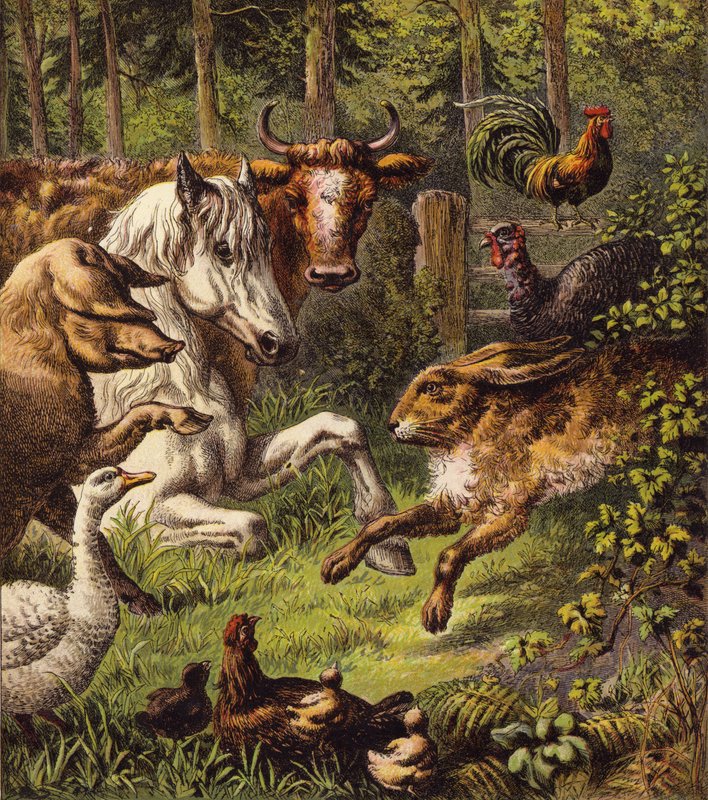 Haren og skilpadden (farge litho) av English School