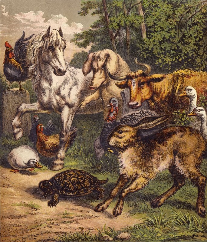 Haren og skilpadden (farge litho) av English School