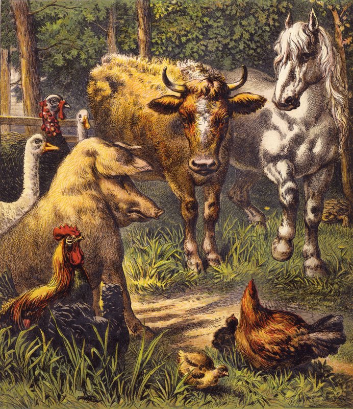 Haren og skilpadden (farge litho) av English School