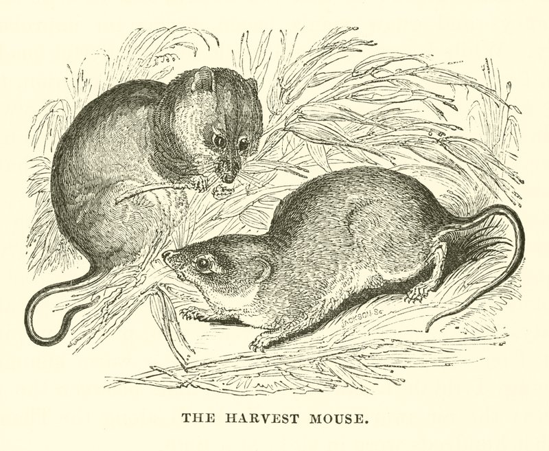 The Harvest Mouse (gravering) av English School
