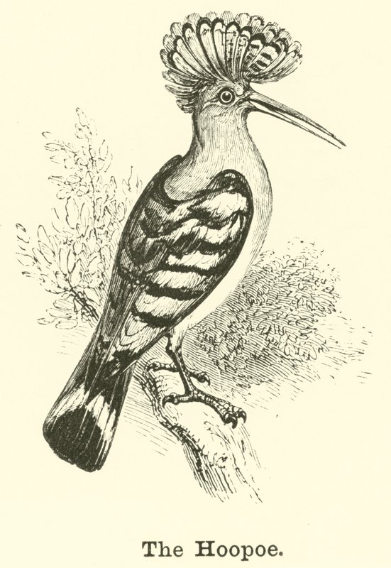 The Hoopoe av English School