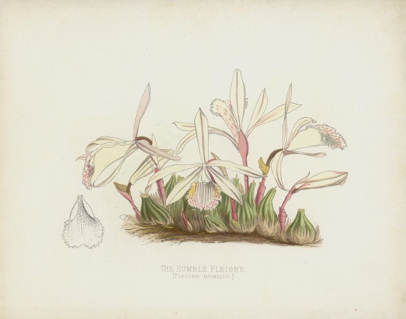 Den ydmyke Pleione, Pleione Humilis av English School