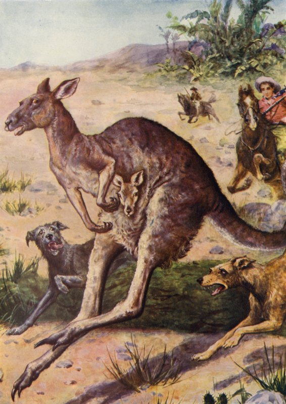 The Hunt (farge litho) av English School