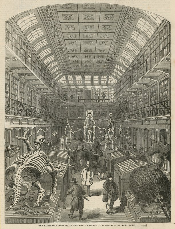 Hunterian Museum ved Royal College of Surgeons av English School