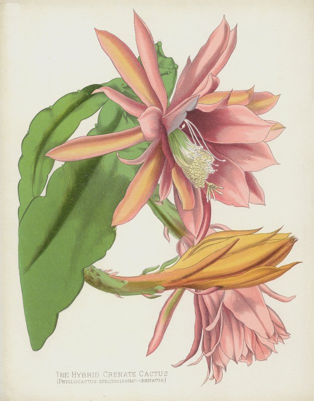 Hybrid Crenate Cactus, Phyllocactus Speciosissimo-Crenatus av English School